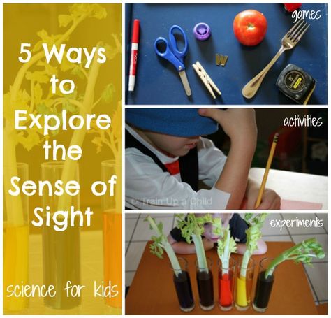 5 Ways to Explore the Sense of Sight Steam Crafts, 5 Senses Preschool, Five Senses Preschool, 5 Senses Activities, Pre-k Science, Senses Preschool, My Five Senses, Senses Activities, Science Camp