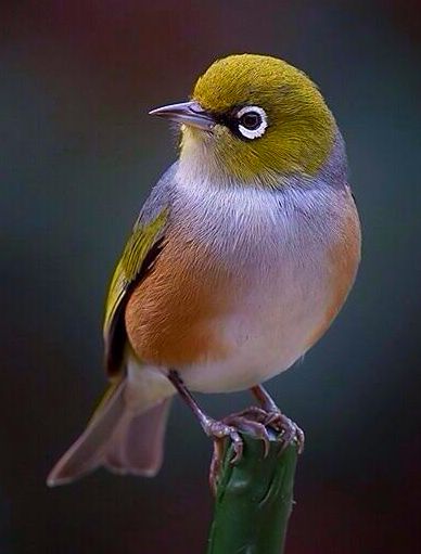 Group Of Birds, Horse Guards, Australian Birds, Airbrush Art, White Eyes, Bird Pictures, Exotic Birds, White Feathers, Bird Drawings