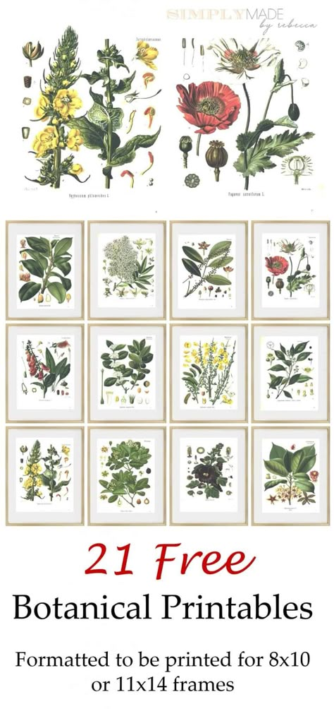 Herbs Printables Free, Plant Pictures Printable, Herb Prints Free Printable, Free Forest Printables, Floral Printables Free, Diy Botanical Art, Free Printable Botanical Wall Art, Vintage Flower Prints Free Printable, Free Herb Printables