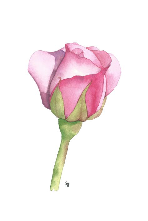 Pencil Flowers, Watercolour Cards, Shirt Painting, Flowers Paintings, Watercolor Flowers Tutorial, Floral Watercolor Paintings, Watercolor Paintings For Beginners, Flower Art Drawing, Illustration Botanique