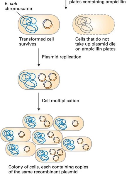 DNA cloning in a plasmid vector permits amplification of a DNA fragment‼️ A fragment of DNA to be cloned is first inserted into a plasmid vector containing an ampicillin-resistance gene (ampr). Only the few cells transformed by incorporation of a plasmid will survive on ampicillin-containing medium. In transformed cells, the plasmid DNA replicates and segregates into daughter cells, resulting in the formation of an ampicillin-resistant colony in which each cell contains the cloned DNA. #pla... Dna Cloning, Biology