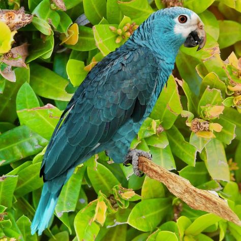 Amazon Parrot, Exotic Birds, Beautiful Animals, Cool Pets, Animals Of The World, Bird Feathers, Amazing Nature, Beautiful Birds, Ecuador