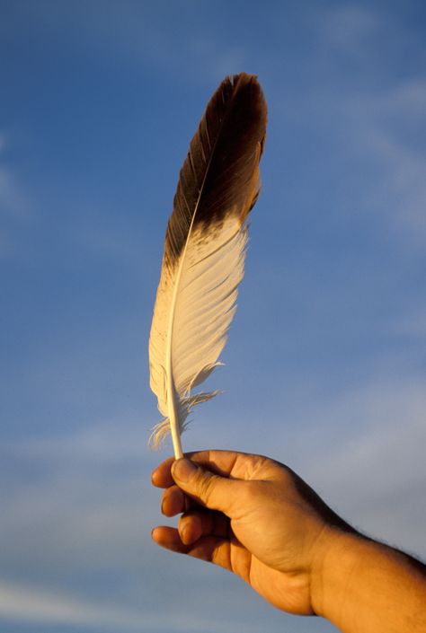 Bald Eagle Feather, Feather Identification, Hawk Feathers, Eagle Feather, Indian Feathers, Feather Quill, Eagle Feathers, Native American Peoples, Feather Tattoo