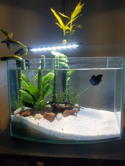 Betta Aquarium Ideas, Aesthetic Fish Tank Ideas, Tattoos Fish, Fish Quotes, Betta Fish Tank Ideas, Cool Fish Tank Decorations, Aesthetic Fish, Fish Tank Ideas, Fish Aesthetic