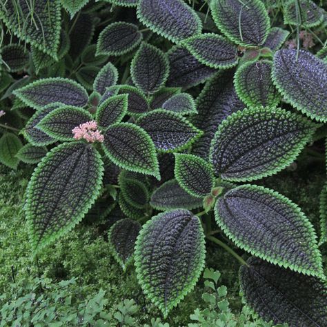 1600×1600: Pilea mollis [syn?: Pilea involucrata] Pilea Mollis, Pilea Involucrata, Alpine Plants, Paper Plants, Secret Gardens, Plant Identification, Colorful Plants, Flower Quotes, Pet Safe