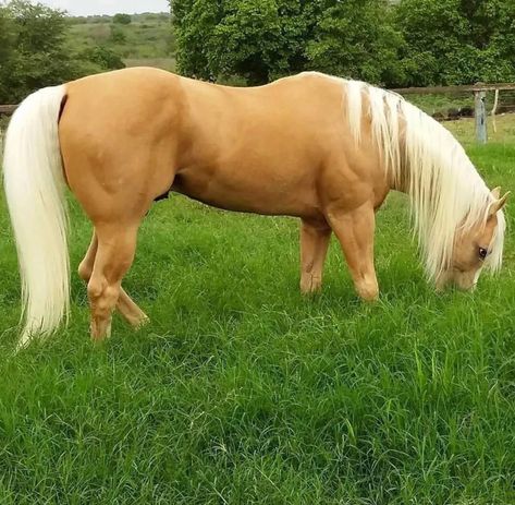 Cavalo Palomino, Homesteading Animals, Beautiful Horses Photography, Palomino Horse, Amazing Animal Pictures, Most Beautiful Horses, All The Pretty Horses, Horse Equestrian, Western Horse