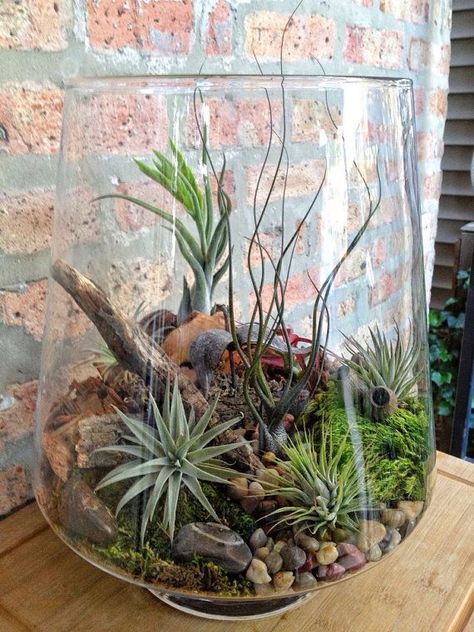 Air Plant Garden, Terrarium Kit, Plant Terrarium, Air Plant Display, Air Plant Terrarium, Glass Inspiration, Terrariums Kits, Terrarium Diy, Garden Terrarium