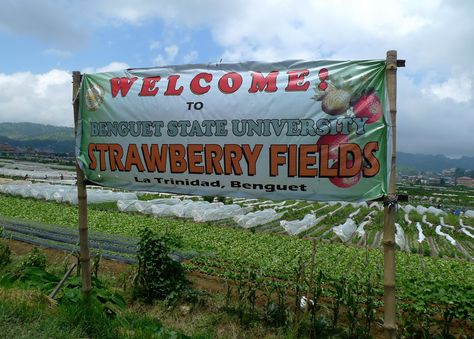 The strawberry farm, where you can go berry picking ♣ Strawberry Farm Baguio, Strawberry Farm, Berry Picking, Baguio, Strawberry Fields, Trinidad, Berry, Wonder, Canning