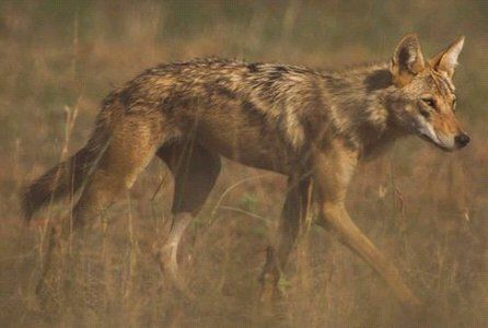 Iranian Wolf Gray Wolves, Indian Wolf, Czechoslovakian Wolfdog, Maned Wolf, African Wild Dog, Raccoon Dog, Wolf Photos, Wolf Love, Beautiful Wolves