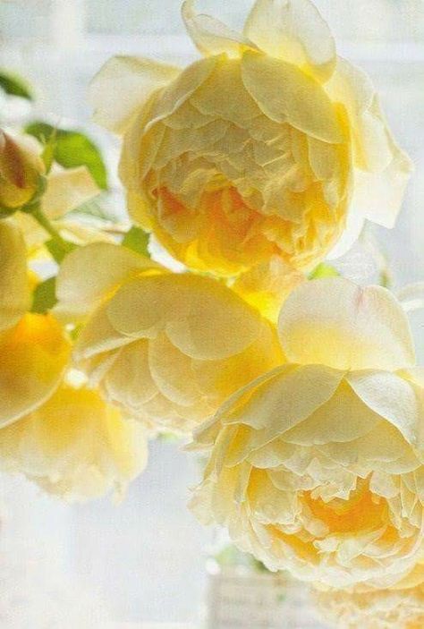 Yellow Peonies, English Rose, Deco Floral, Mellow Yellow, Beautiful Blooms, Yellow Roses, Love Flowers, My Flower, Pretty Flowers