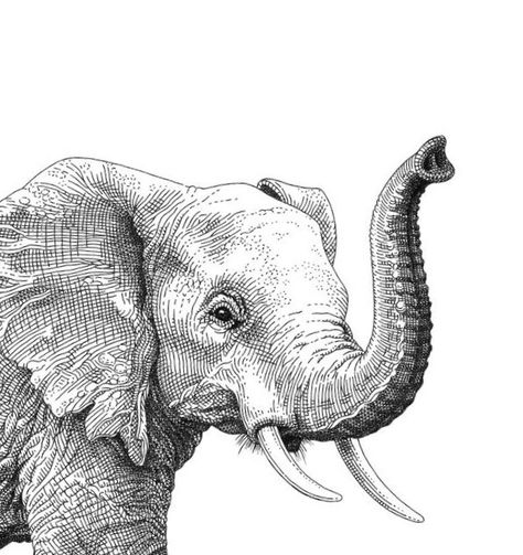 Elephant With Trunk Up Drawing, Elephant Side Profile Drawing, Elephant Pen Drawing, Elephant Reference Photo, Elephant Ink Drawing, Elephant Trunk Up Drawing, Elephant Sketch Tattoo, Elephant Head Painting, African Elephant Drawing