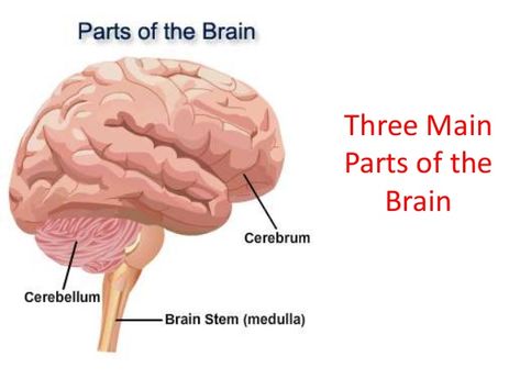 This diagram shows the three main parts of the brain, which are the cerebrum, medulla, and cerebellum, and where they are located. Anchor Charts First Grade, Brain Diagram, Parts Of The Brain, Brain Parts, Disney Frozen Elsa Art, Brain Stem, Disney Frozen Elsa, Anchor Charts, The Brain