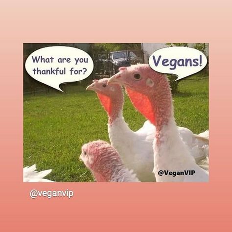 #thanksgivinghumor #turkey #vegan Turkey Meme, Happy Thanksgiving Memes, Funny Thanksgiving Memes, Turkey Jokes, Thanksgiving Meme, Happy Thanksgiving Funny, Thanksgiving Vegan, Happy Thanksgiving Pictures, Thanksgiving Quotes Funny