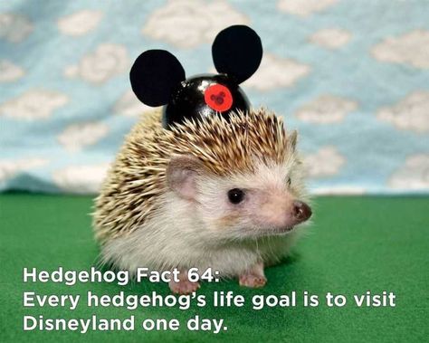 Hedgehog Facts Hedgehog Facts, Hedgehog Accessories, Hedge Hog, Happy Hedgehog, Introductory Paragraph, Cellphone Accessories, Hedgehog Pet, Pet Play, Pc Accessories