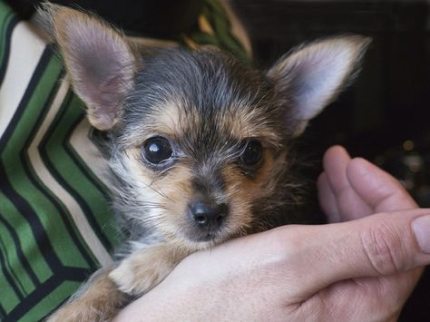 1 month old Chorkie puppy Yorkie Chihuahua Mix, Chihuahua Mix Puppies, Yorkie Mix, Toy Dog Breeds, Teacup Yorkie, Miniature Dogs, Most Popular Dog Breeds, Yorkshire Terrier Puppies, Dog Info