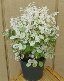 Snow Bush makes a unique, colorful tropical house plant. Find out how to care for Breynia nivosa indoors. Get light, watering, fertilizing and pruning tips for Snowbush plant. Snow Plant, Tropical Garden Plants, Fast Growing Shrubs, Amazing Plants, Tropical House Plants, Bush Plant, Plant Care Houseplant, Floor Plants, Hawaiian Flower