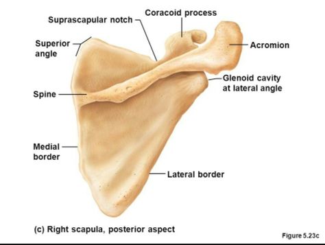 Scapula Human Muscle Anatomy, Physical Therapy Student, Anatomy Bones, Basic Anatomy And Physiology, Biology Facts, Muscle Anatomy, Food Pyramid, Anatomy And Physiology, Human Anatomy