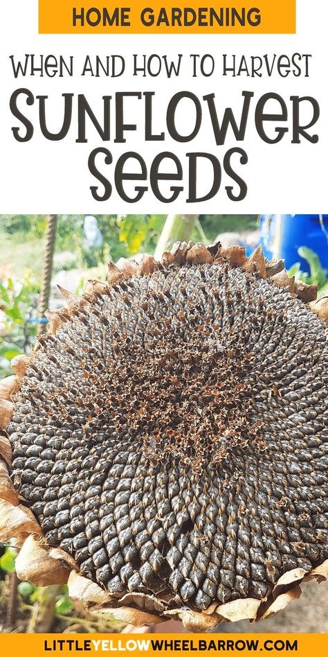 Growing Sunflowers From Seed, Harvest Sunflower Seeds, Seed Harvesting, Harvesting Sunflower Seeds, How To Make Sunflower, Types Of Sunflowers, Small Flower Gardens, Garden To Table, Growing Sunflowers