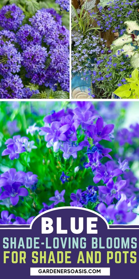 Growing a container garden in the shade can be a bit tricky. But with these ideas for blue flowers that do well in pots and in the shade, your walkway, patio or porch will look great all summer. Click through to find out more. Blue Flower Pots On Front Porch, Shade Flowers For Pots, Annuals For Shade, Annual Flowers For Shade, Flowers For Pots, Blue Flowering Plants, Blue Flowers Garden, Beautiful Blue Flowers, Flowers To Go