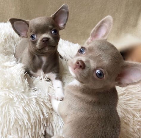 Tea Cup Chihuahua Puppies For Sale | Los Angeles, CA Tea Cup Chihuahua, Chihuahua Pictures, Teacup Chihuahua For Sale, Puppies Photos, Chihuahua For Sale, American Bulldog Puppies, Chihuahua Breeds, Teacup Chihuahua Puppies, Poodle Puppy Standard