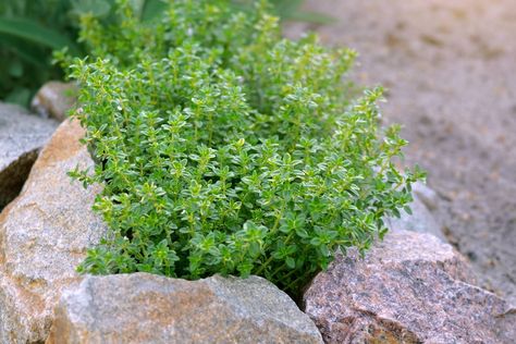 Lemon Thyme Plant, Lemon Thyme Recipes, Thyme Herb, Thyme Plant, Garden Ideas To Make, Creeping Thyme, Outdoor Herb Garden, Thyme Recipes, Hanging Herbs