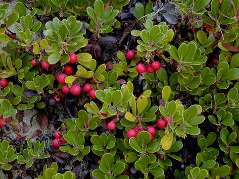 Aquatic Habitat, Uva Ursi, Protect Water, Indigenous Americans, Grape Bunch, Plant List, Fragrant Flowers, Ground Cover, Native Plants