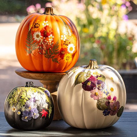 This packet of pretty, pressed botanicals brings a touch of nature to any space. The botanicals can dress up a dinner party tablescape or add a pop of color to any craft project. Just like the seasons change, the botanical variety in each packet can change based on seasonal availability of natural materials. White Pumpkin Pressed Flowers, Painted Flower Pumpkins, Pressed Floral Pumpkin, Dried Flowers On Pumpkins, Pumpkins And Petals Party, Pumpkin Dried Flowers, Wildflower Garden Party, Flower Pressing Art, Dried Flower Pumpkin