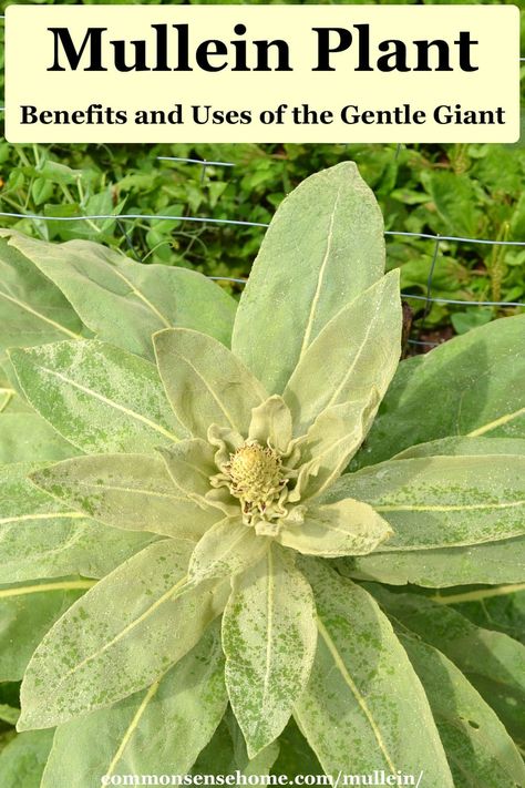 Mullein Magical Properties, Mullein Plant, Mullein Tea, Medicinal Wild Plants, Wild Food Foraging, Herbal Remedies Recipes, Medicinal Herbs Garden, Edible Wild Plants, Plant Benefits