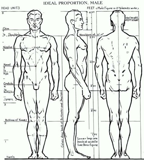 Proportions of the Human Figure : How to Draw the Male Figure in Correct Proportions Body Proportion Drawing, Human Body Proportions, Drawing Body Proportions, Drawing Proportions, Andrew Loomis, Male Figure Drawing, Man Anatomy, Human Body Anatomy, Human Anatomy Drawing