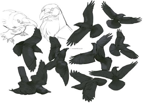 🦩 Crow Artist 🦩 (@crow_artist) / Twitter Wing Tutorial, Raven Flying, Flying Raven, Wings Tutorial, Crow Pictures, Crow Flying, Crow Silhouette, Crows Drawing, Raven Wings