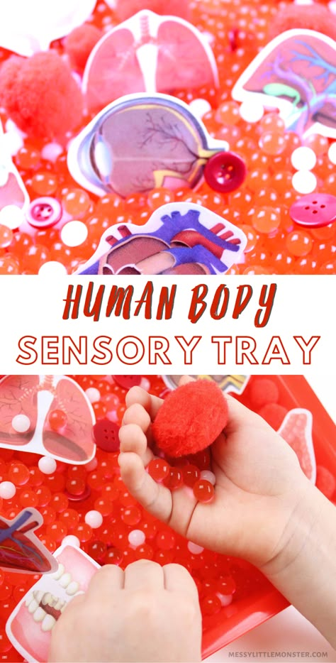 Human body sensory tray for kids. Inside the human body activity for toddlers and preschoolers. Body Parts Theme, Human Body Crafts, Body Parts Preschool Activities, Human Body Printables, Body Preschool, Human Body Science, Sensory Tray, Human Body Activities, Body Parts Preschool