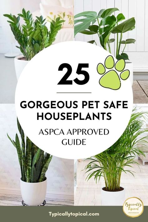 Searching for pet friendly houseplants safe for cats and dogs? Here are 25 beautiful, ASPCA approved pet safe houseplants. Indoor Plants Pet Friendly, Cat Safe House Plants, Pet Safe Plants, Pet Friendly House Plants, Houseplants Safe For Cats, Pet Friendly Plants, Safe House Plants, Cat Friendly Plants, Cat Safe Plants