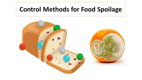 Control Methods for Food Spoilage Introduction Foods are mostly derived from plant or animal-based, so it is an excellent environment to support the growth of the microorganisms because they are ... Read more The post Control Methods for Food Spoilage appeared first on Microbiology Notes. Food Microbiology, Microbiology Notes, Clostridium Botulinum, Food Spoilage, Non Perishable Foods, Canning Process, Plasma Membrane, Animal Based, Acidic Foods