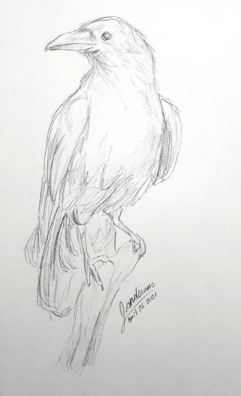 Drawings Of Birds Sketches, Art For Sketchbook Pencil, The Raven Drawing, Raven Pencil Sketch, How To Draw Raven Birds, Bird Art Sketch, Bird Drawings Sketches, Raven Pencil Drawing, Sketch Of Bird