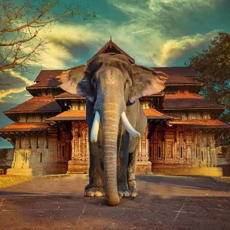 Kerala Elephant Wallpaper, Thrissur Pooram Photography, Kerala Elephant Photography, Kerala Elephant, Elephant Photography, Elephant Wallpaper, Kerala Travel, Elephant Images, Ancient Indian Architecture