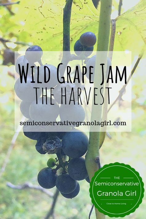 Valiant Grape Recipes, Wild Grape Jam Recipe, Wild Grape Jelly Recipe, Grape Jam Recipe, Wild Grapes, Food Foraging, Homemade Jams, Wild Food Foraging, Grape Jam