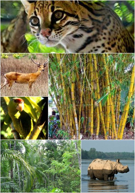 Ecosystem: Forest: Tropical Deciduous Tropical Deciduous Forest, Deciduous Forest, 10 Animals, Amazing Animals, Ecosystem, Habitat, Forest, Animals, Quick Saves