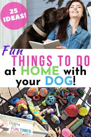 25 ideas fun this to do  at home with your dog Dog Boredom Busters Diy, Dog Boredom Buster, Ways To Get Organized, Dog Boredom, Brain Games For Dogs, Dogs Diy Projects, Bored Dog, Clever Dog, Diy Dog Toys