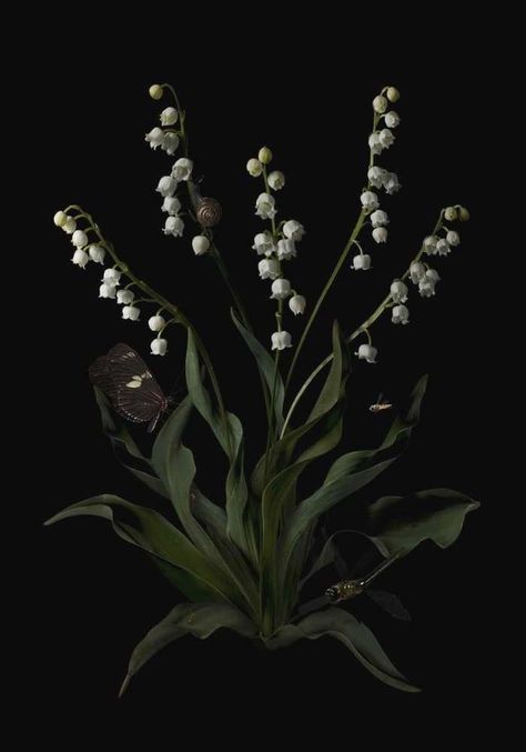 Botanical Aesthetic, Dark Botanical, Midnight Garden, Season Of The Witch, Dark Floral, Flower Child, Lily Of The Valley, Botanical Art, Botany