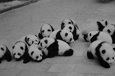 Baby Pandas, Giant Pandas, Panda Bears, Cute Black And White, Panda Love, Giant Panda, Baby Panda, Cute Panda, Panda Bear