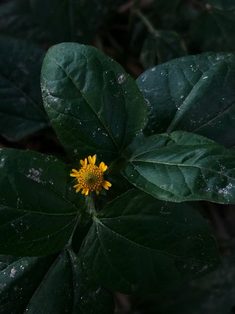 Toothache Plant, My Grandmother, I Remember When, Grade 2, Remember When, 2nd Grade, Plant Leaves, Plants, Flowers