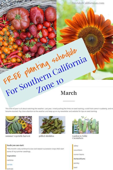 Zone 10b Planting Schedule, Zone 10 Planting Schedule, Garden Southern California, Garden Zones, California Gardening, Planting Schedule, Planning A Garden, Urban Backyard, Vegetable Harvest