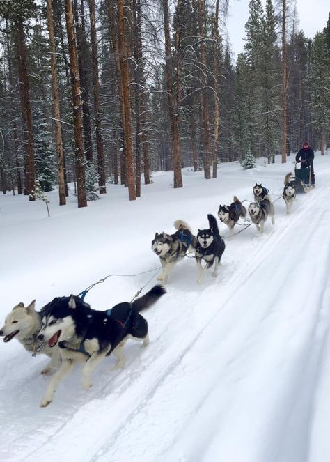 Sled Dogs Aesthetic, Dog Sledding Aesthetic, Husky Sledding, The Simple Wild, Alaska Dog, Huskies Sled, Dog Sled, Sled Dogs, Snow Dogs