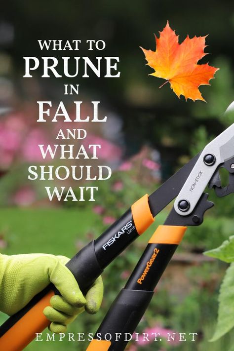 Fall is the time to get some important pruning done for healthy trees, shrubs, and vines, but some things should wait for winter. Xmas Mouse, Gardening Beds, Gardening Shed, Pruning Shrubs, Natural Gardening, Pruning Plants, Gardening Landscaping, Garden Wallpaper, Fall Garden