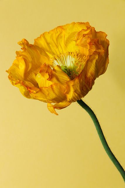 Yellow poppy by rick ligthelm, via Flickr Yellow Poppy, Poppy Tattoo, The Wizard Of Oz, Floral Photography, Poppy Seed, Yellow Flower, Mellow Yellow, Poppy Flower, Types Of Flowers