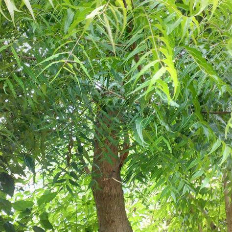 Interesting Facts About the Neem Tree-Description and Uses Neem Tree, Tree Images, Neem Oil, Evergreen Trees, Room With Plants, Nature Tree, Willow Tree, Tree Leaves, Art Drawings For Kids