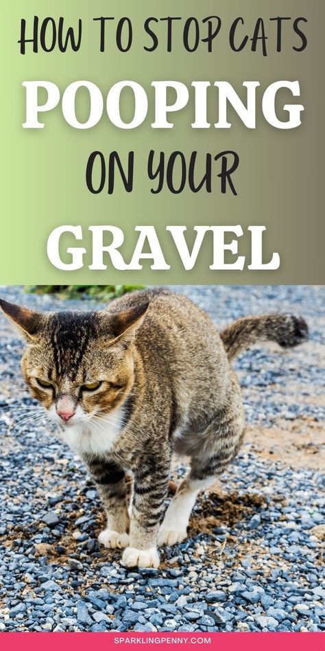 cat pooping on yard gravel Garden Gravel, Cat Deterrent Spray, Cat Deterrent, Scary Eyes, Natural Repellent, Cat Repellant, Scared Cat, Cat Pee, Cat Spray