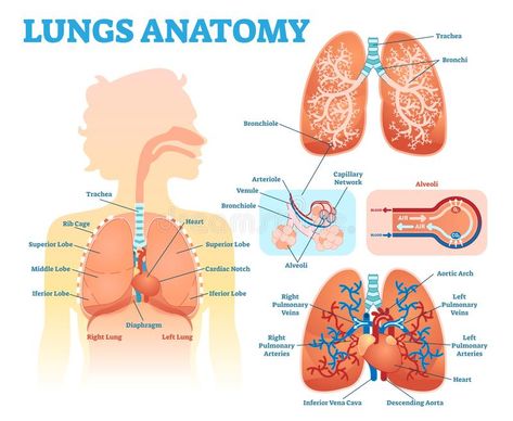 Lungs Diagram, Lungs Anatomy, Lung Lobes, Clear Lungs, Medical Vector, Lung Anatomy, Anatomy Medical, Pet Scan, Persistent Cough