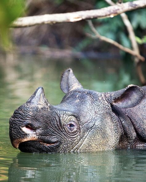 Happy Save A Rhino Day!  The Javan rhino is the most threatened of the five rhino species. With their entire population living in one… Javan Rhino, Javan Rhinoceros, Rhino Species, Biodiversity Loss, Save The Rhino, Extinct Animals, Rare Animals, Endangered Animals, Endangered Species