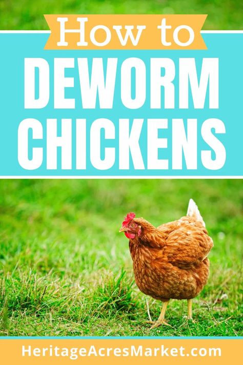 How To Deworm Chickens-  Oh no! You discovered your chickens have worms. Now that you are officially grossed out, what should you do next? Chicken Illness, What Can Chickens Eat, Dust Bath, Chicken Farming, Backyard Chicken Farming, Chicken Ideas, Chicken Health, Chicken Eating, Raising Backyard Chickens